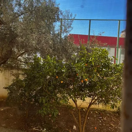 Amion In Center Of Tiran